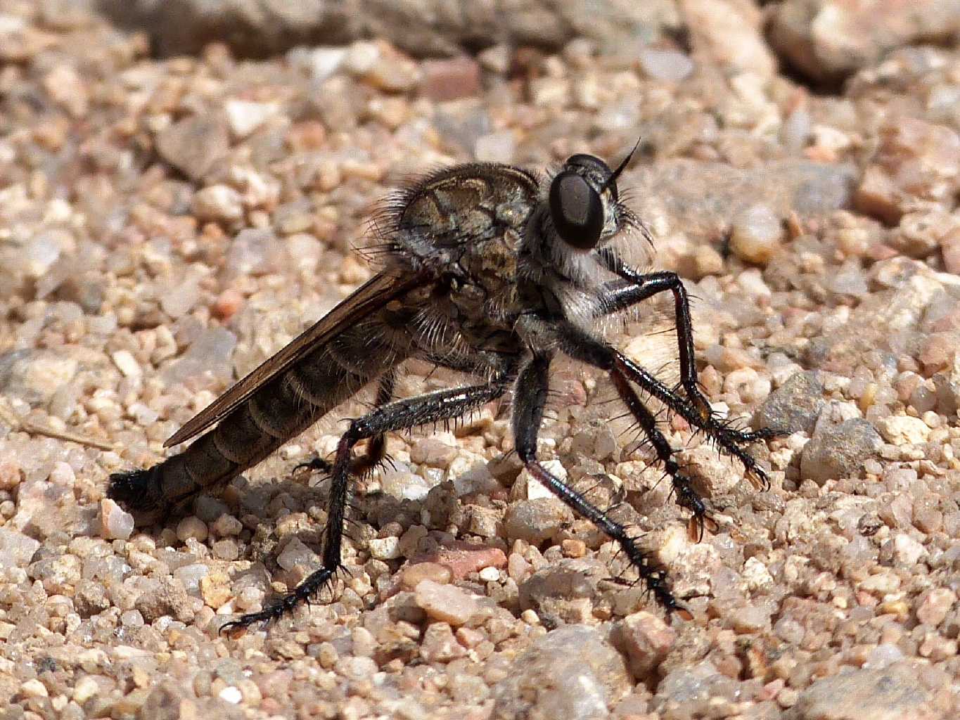 Un paio di Asilidae